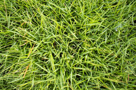 leaves green grass forming a natural textureの写真素材