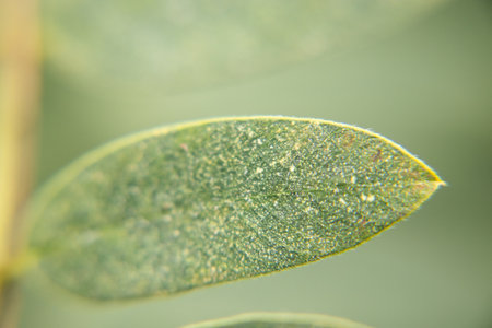 macro view of a green leafの写真素材