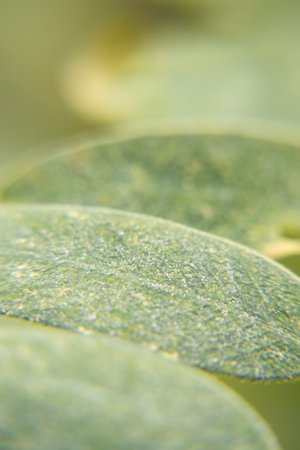 macro view of a green leafの写真素材