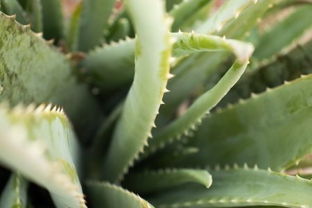 close up view of aloe plantの写真素材