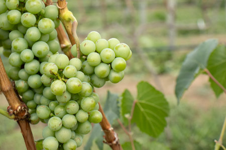 bunch of green grapes on the vineyardの写真素材