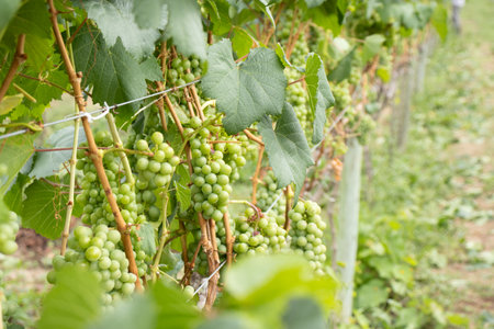 several bunches of green grapes on the vineyard