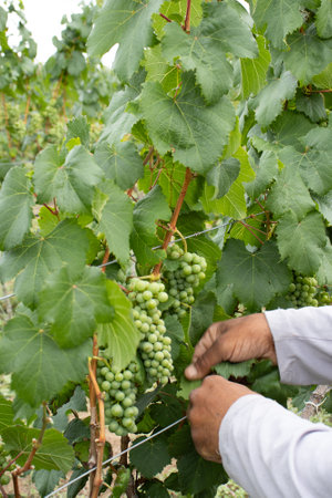 man cutting leaves in vineyardの写真素材