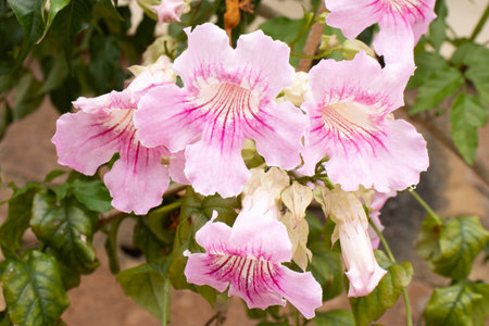 super close-up of light pink flowerの写真素材