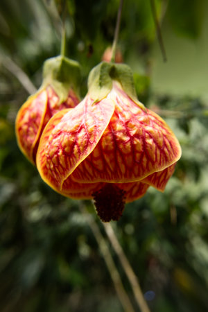 macro photo of yellow and red flowerの写真素材