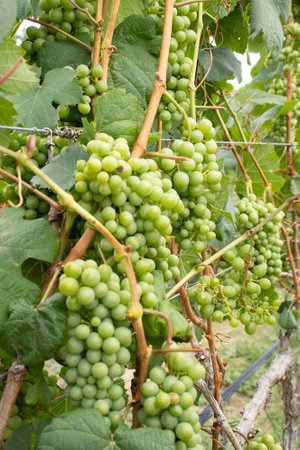 several bunches of green grapes on the vineyardの写真素材