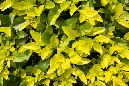 leaves green grass forming a natural textureの写真素材