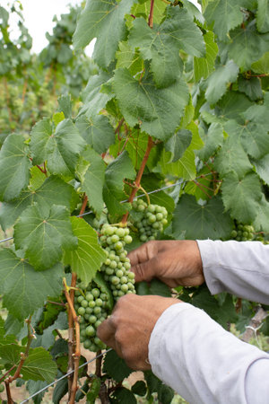 man cutting leaves in vineyardの写真素材