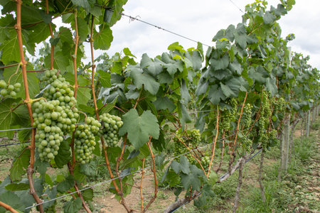 several bunches of green grapes on the vineyardの写真素材