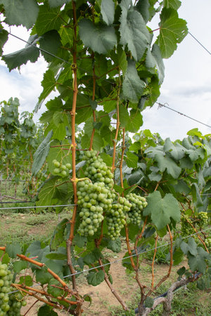 several bunches of green grapes on the vineyardの写真素材