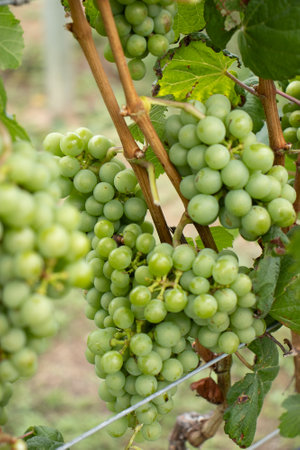 several bunches of green grapes on the vineyardの写真素材
