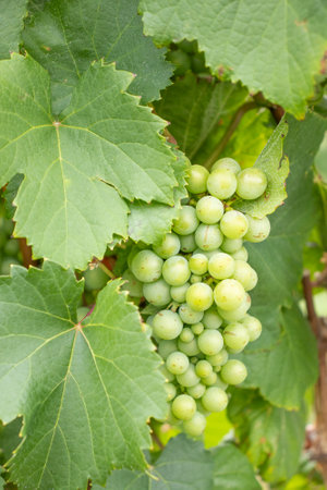 bunch of green grapes on the vineyardの写真素材