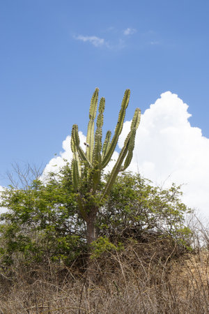 land in an area of the Brazilian northeastern hinterland with Mandacaru footの写真素材