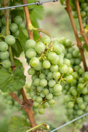 several bunches of green grapes on the vineyardの写真素材