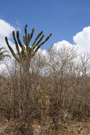 land in an area of the Brazilian northeastern hinterland with Mandacaru footの写真素材
