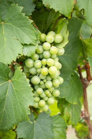 bunch of green grapes on the vineyardの写真素材