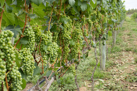 several bunches of green grapes on the vineyardの写真素材