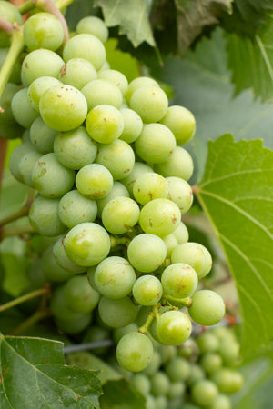bunch of green grapes on the vineyardの写真素材