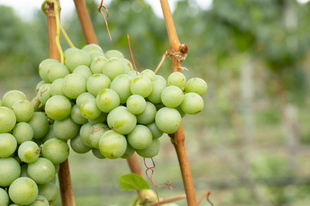bunch of green grapes on the vineyardの写真素材