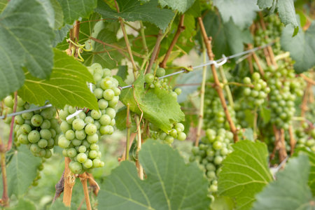several bunches of green grapes on the vineyardの写真素材