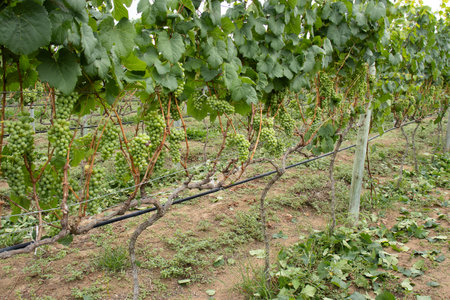 several bunches of green grapes on the vineyardの写真素材