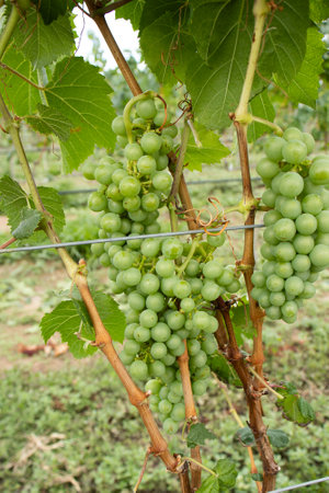 several bunches of green grapes on the vineyardの写真素材