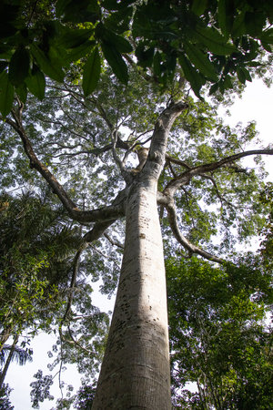front view of the Sumauma tree with a watermark on its trunk