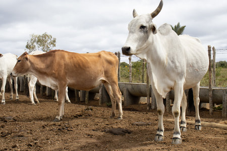 Nelore cattle grazing in the corralの写真素材