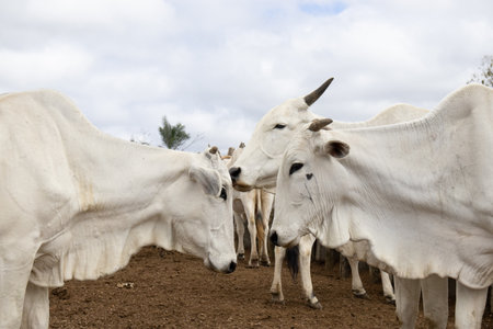 Nelore cattle grazing in the corralの写真素材