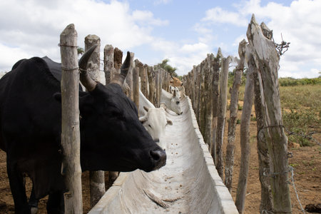 Nelore cattle in corral confinementの写真素材