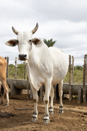 nellore cattle grazing at the corralの写真素材