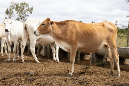 Nelore cattle grazing in the corralの写真素材