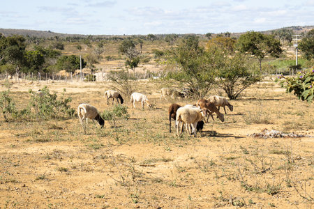 Herd of sheep grazing in a field in the countrysideの写真素材