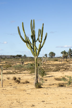 Saguaro cactus in the desert of Arizona, USA.の写真素材