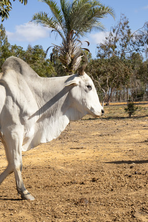 White cow in the paddock of a farm in the Australian outbackの写真素材
