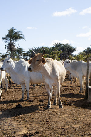 Cows in a farm in the province of Alicante, Spainの写真素材