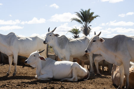 Cows in the paddock of a farm in Morocco, Africaの写真素材