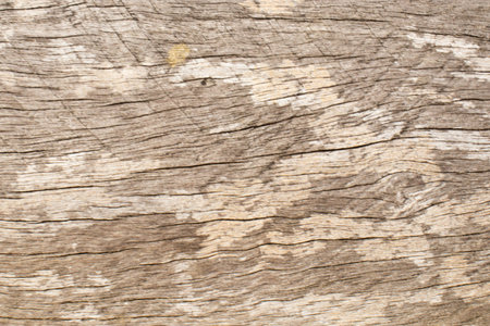 Old wood texture background. Close up of old wood texture with natural patternの写真素材