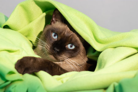siamese cat with green blanketの写真素材