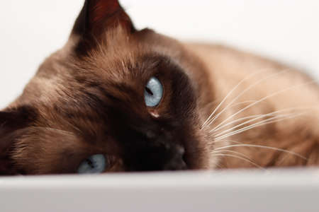 siamese cat lying downの写真素材