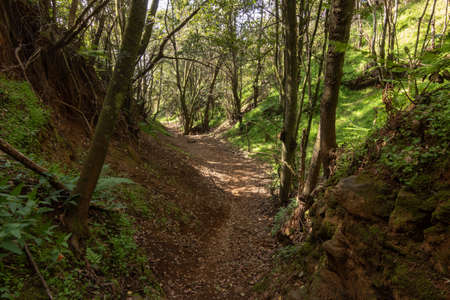 forest with path