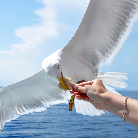 Gull take food from handの写真素材