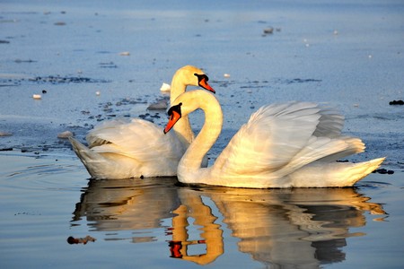 White swans on the waterの写真素材