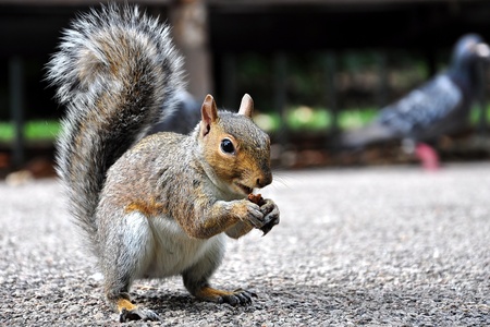 Close up photo of eating squirrelの写真素材