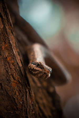 A closeup shot of a boa constrictor on a tree