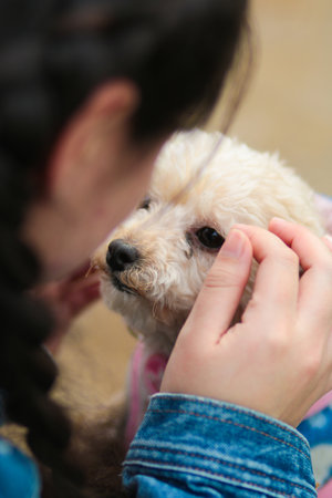Poodle dog in the hands of a girl. Shallow depth of field.の写真素材