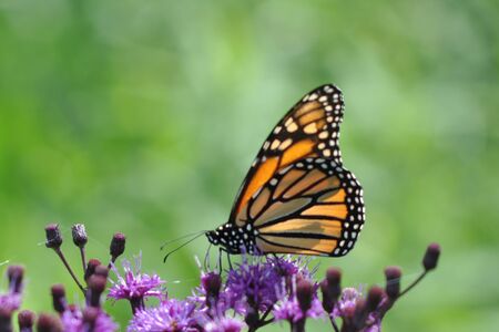 Monarch Butterfly