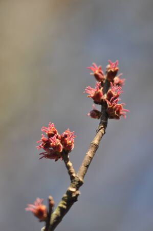 Tree Leaf Buds