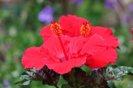 Red Hybiscus