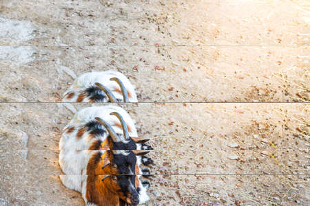 White-brown horned goat lying on the dirty sand. Domestic animal.の写真素材
